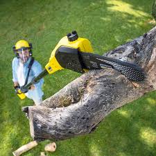 Reliable Sewalls Point, FL Tree Removal and Landscaping Services Solutions